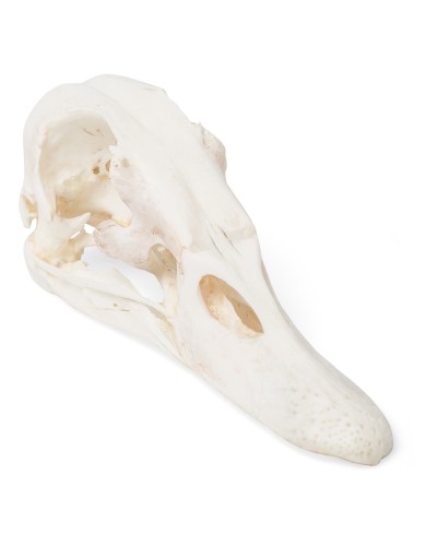 Duck Skull (Anas platyrhynchos domestica), Specimen